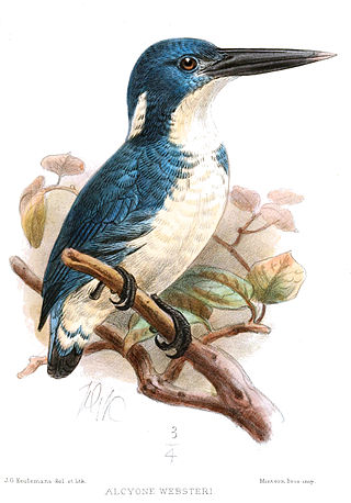 <span class="mw-page-title-main">Bismarck kingfisher</span> Species of bird