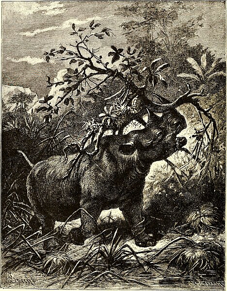 File:All about animals. Facts, stories and anecdotes (1900) (14591881507).jpg