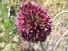 Allium sphaerocephalon.jpg 