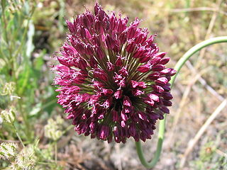 <i>Allium sphaerocephalon</i> Species of flowering plant