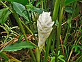 white flower, from Guadeloupe