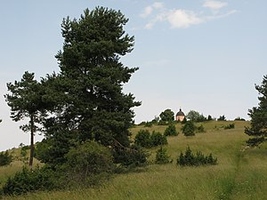 Am Alten Berg bei Böttingen zeigt sich die typische Heidelandschaft der Schwäbischen Alb.