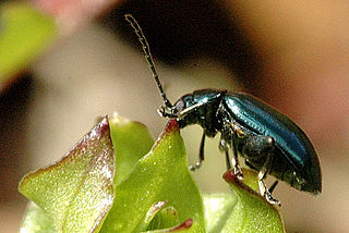 <i>Altica palustris</i> Species of beetle