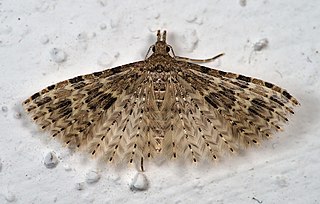 <span class="mw-page-title-main">Many-plumed moth</span> Family of moths
