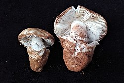 Amanita ponderosa1.jpg