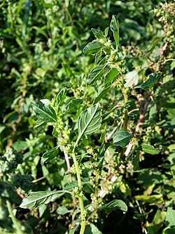 Amaranthus graecizans sl23.jpg