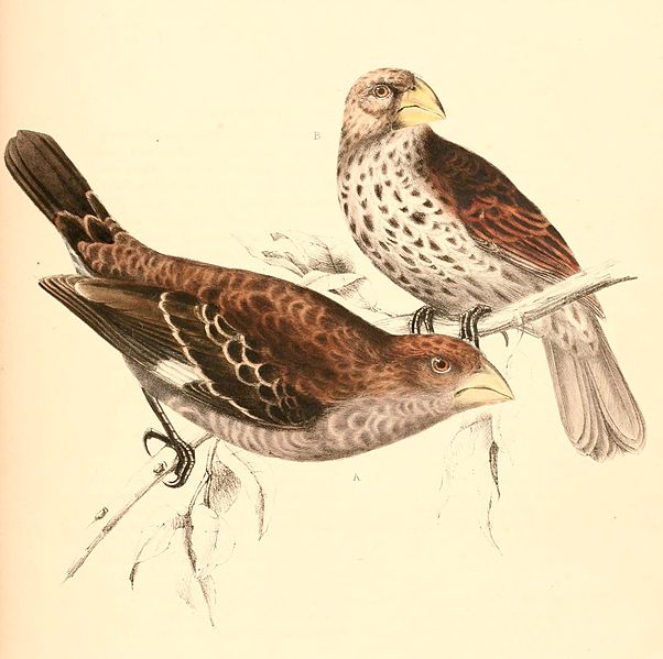 File:Amblyospiza albifrons 2 years old and young 1838.jpg