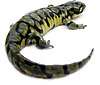 A black salamander with green pattern on its back and yellowish white underside