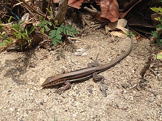 Saint Croix ground lizard