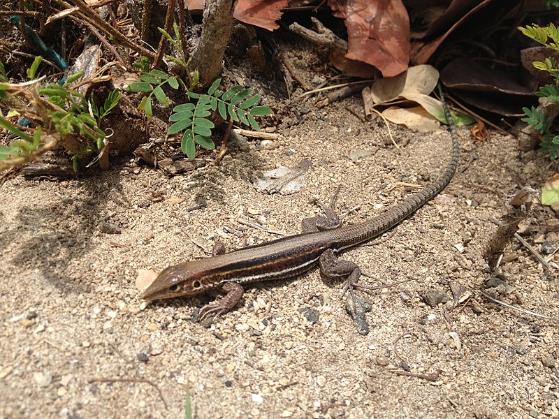 File:Ameiva polops St. Croix Ground Lizard.JPG