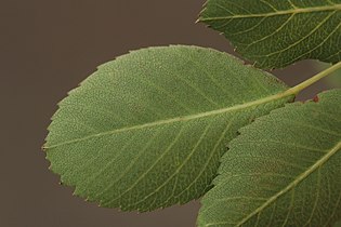 Amelanchier alnifolia