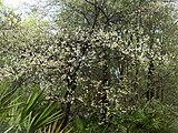 Prunus americana, or American plum