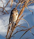 Thumbnail for File:American tree sparrow in CP (41272).jpg