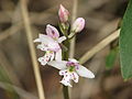 Galearis rotundifolia Canada - Alberta Wagner Natural Area