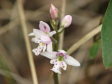Amerorchis rotundifolia