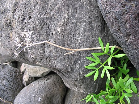 Ammi trifoliatum