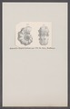 Ammonites taylori nodosus - - Print - Iconographia Zoologica - Special Collections University of Amsterdam - UBAINV0274 091 01 0075.tif