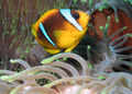 Dvijuostis jūrų klounas (Amphiprion bicinctus)