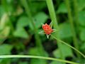 Anagallis arvensis (ru:Очный цвет полевой) (en:Scarlet pimpernel, red pimpernel, red chickweed, poorman's barometer, poor man's weather-glass, shepherd's weather glass, or shepherd's clock) (de:Acker-Gauchheil, Roter Gauchheil, Nebelpflanze, Weinbergsstern oder Wetterkraut) (lv:Tīruma pavirza)