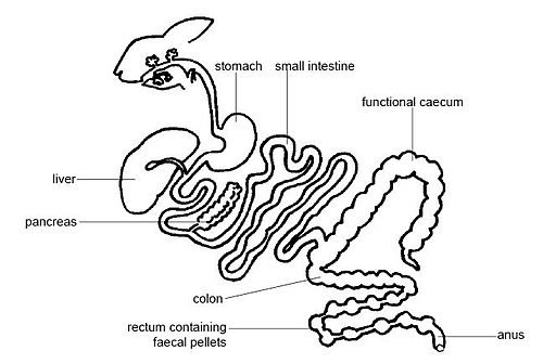 Digestive System of Herdmania (With Diagram) | Chordata | Zoology
