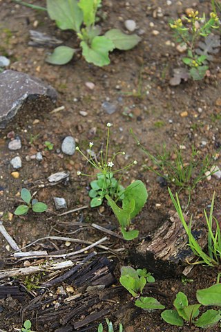 <i>Androsace filiformis</i> Species of flowering plant