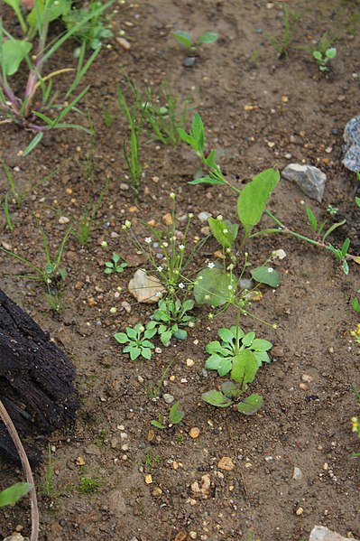 File:Androsace filiformis 44512926.jpg