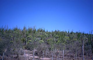 Androy Region in Madagascar