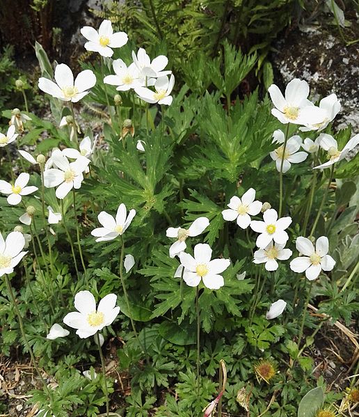 File:Anemone sylvestris L. (Ranunculaceae)-2F.jpg