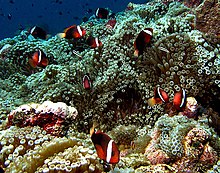 Una toma amplia de un arrecife colorido y vibrante muestra una docena de peces payaso.