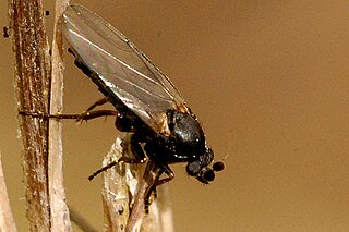 Phorinae Subfamily of flies