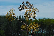 Angelica atropurpurea (29440017125).jpg