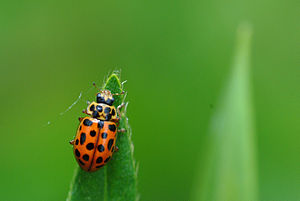 Nineteen-spotted ladybird (Anisosticta novemdecimpunctata)