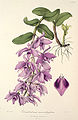 Dendrobium anosmum plate 35 in: John Lindley: Sertum Orchidaceum, (1838)