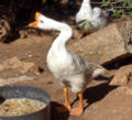 Um ganso-chinês branco, descendente do Ganso-cisne domesticado.