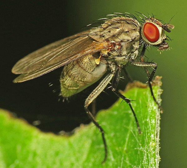 An Anthomyiidae species showing characteristic dipteran features: large eyes, small antennae, sucking mouthparts, single pair of flying wings, hindwin