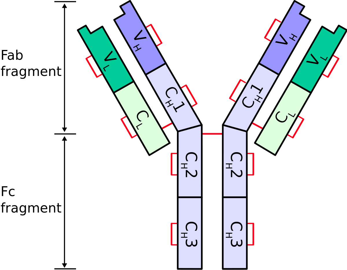 Immunoglobulin chain - Wikipedia