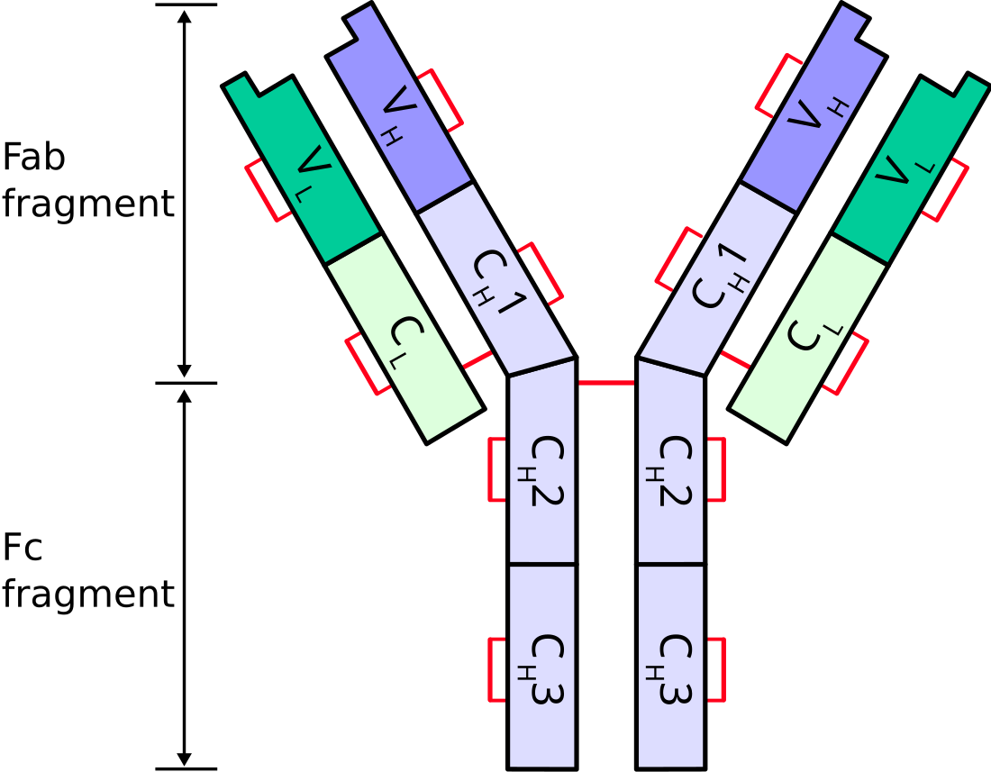 Adaptivt immunforsvar