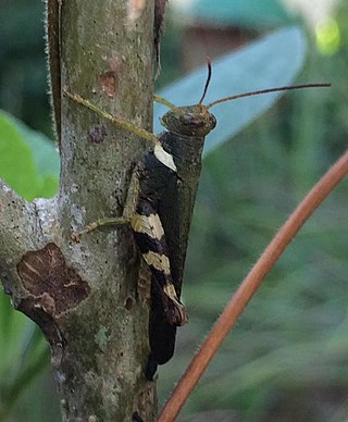 <i>Apalacris</i> Genus of grasshoppers