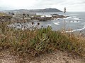 Vista exterior Carpobrotus edulis