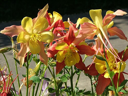 Аквилегия. Аквилегия, водосбор гибридный. Аквилегия гибридная (Aquilegia х hybrida). Аквилегия длинношпорцевая гибридная.