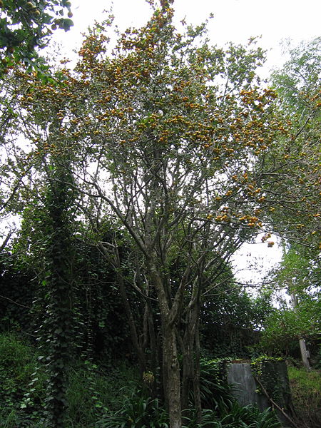 File:Arbol de tejocote.jpg