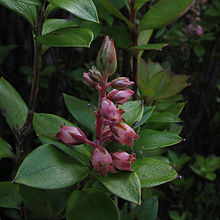 Archeria racemosa - 2011 - BC Myles.jpg