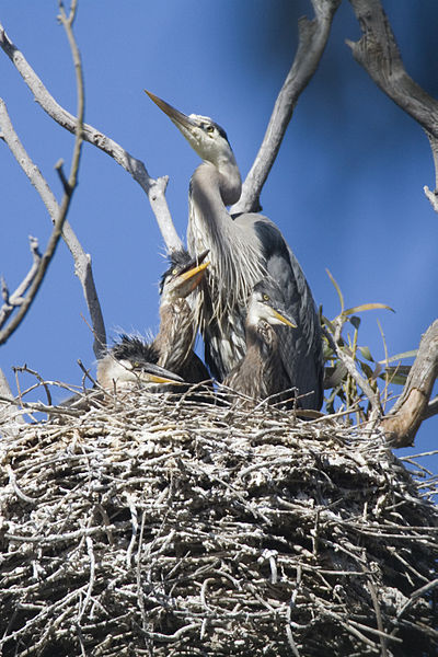 File:Ardea herodias6.jpg