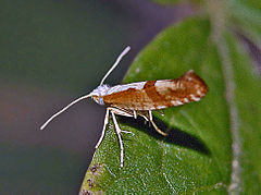 Argyrestiidae - Argyresthia pruniella.JPG