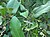 Aristolochia indica L..jpg