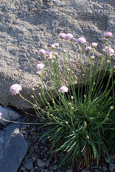 File:Armeria berlengensis kz03.jpg