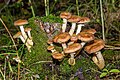 * Nomination Armillaria Gallica in the Forest of Leningrad Oblast --Florstein 07:08, 9 June 2022 (UTC) * Promotion  Support Good quality. --MIGORMCZ 15:48, 9 June 2022 (UTC)