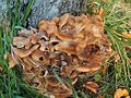 Armillaria mellea sur un pommier par Markus Hagenlocher