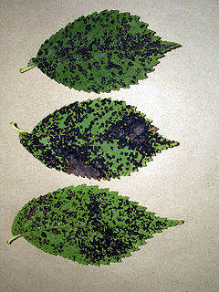 Грибковая болезнь листьев Арно 1.jpg