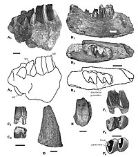 Cranio-dental remains of Arsinoitherium giganteum. Arsinoitherium giganteum.jpg